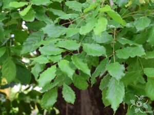 แคนา Dolichandrone serrulata (Wall. ex DC.) Seem.