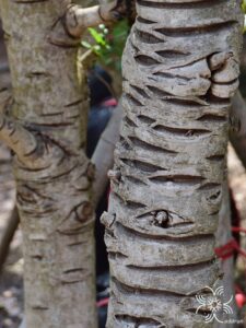 แคนา Dolichandrone serrulata (Wall. ex DC.) Seem.