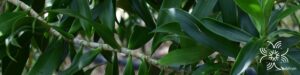ซองออฟจาไมก้า Dracaena reflexa (Decne.) Lam.