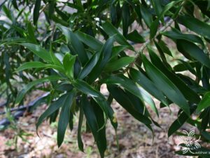 ซองออฟจาไมก้า Dracaena reflexa (Decne.) Lam.