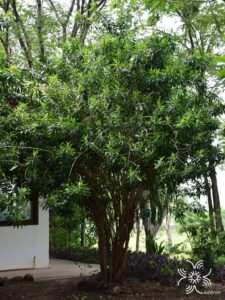 ซองออฟจาไมก้า Dracaena reflexa (Decne.) Lam.