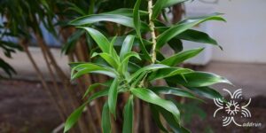 ซองออฟจาไมก้า Dracaena reflexa (Decne.) Lam.