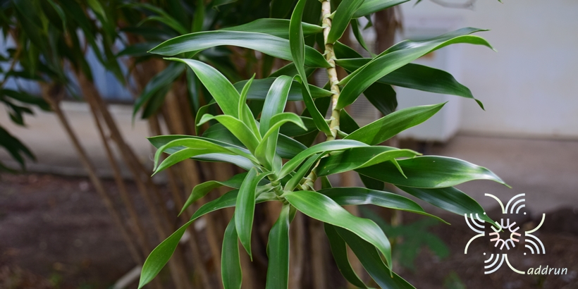 ซองออฟจาไมก้า Dracaena reflexa (Decne.) Lam.