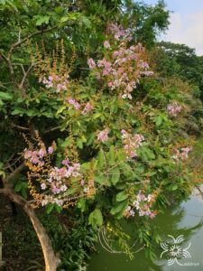 ตะแบกนา Lagerstroemia floribunda Jack