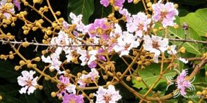 ตะแบกนา Lagerstroemia floribunda Jack