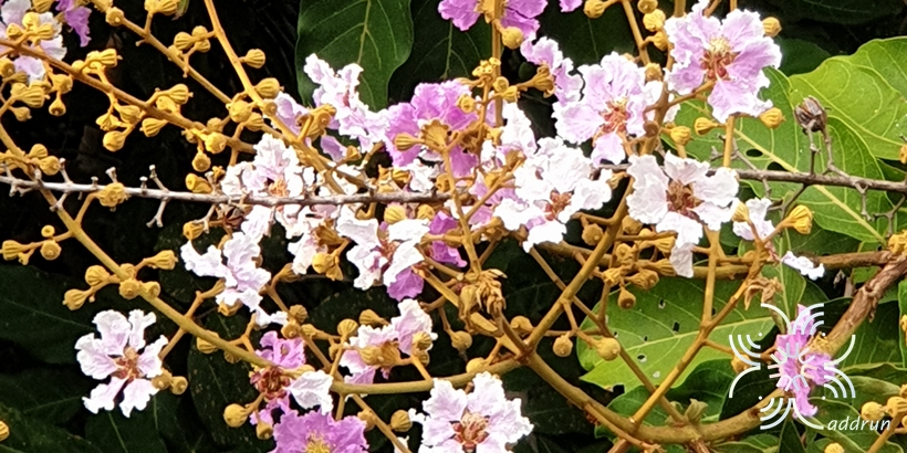 ตะแบกนา Lagerstroemia floribunda Jack