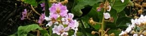 ตะแบกนา Lagerstroemia floribunda Jack