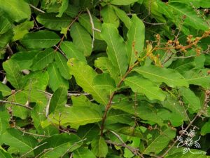 ตะแบกนา Lagerstroemia floribunda Jack