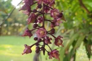 ชำมะเลียง Lepisanthes fruticosa (Roxb.) Leenh.