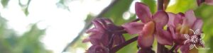 ชำมะเลียง Lepisanthes fruticosa (Roxb.) Leenh.