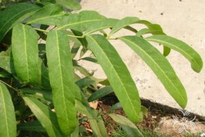ชำมะเลียง Lepisanthes fruticosa (Roxb.) Leenh.