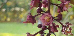 ชำมะเลียง Lepisanthes fruticosa (Roxb.) Leenh.