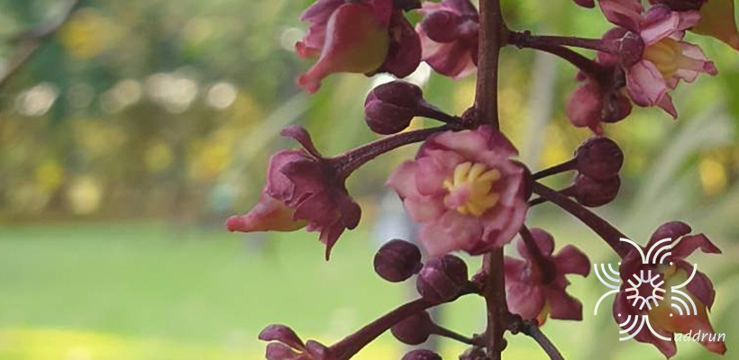 ชำมะเลียง Lepisanthes fruticosa (Roxb.) Leenh.