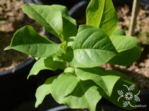 จำปีแดง Magnolia × soulangeana Soul.-Bod.