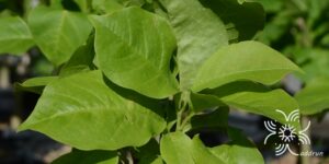 จำปีแดง Magnolia × soulangeana Soul.-Bod.