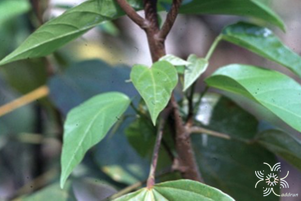คำแสด Mallotus philippensis (Lam.) Müll. Arg.