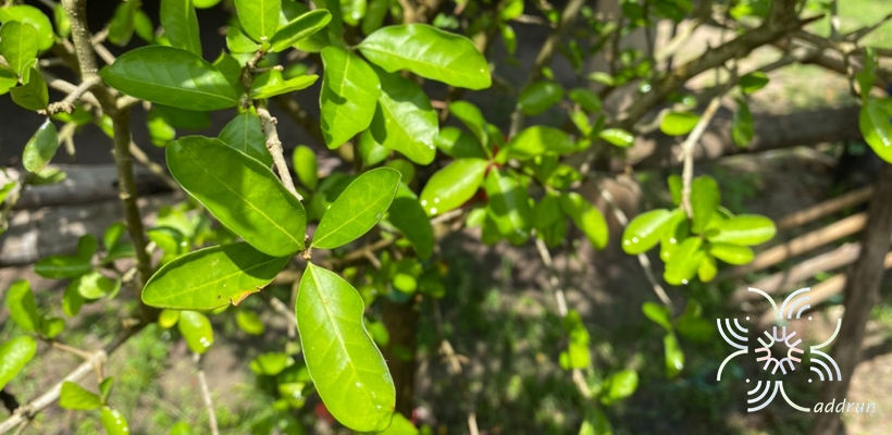 เชอรี่ไทย Malpighia glabra L.