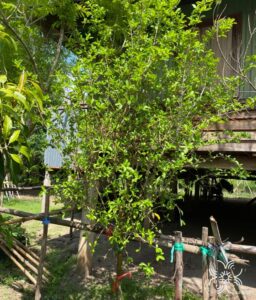 เชอรี่ไทย Malpighia glabra L.