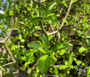 เชอรี่ไทย Malpighia glabra L.