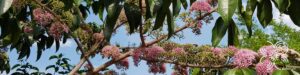 เจ้าหญิงสีชมพู Melicope elleryana (F. Muell.) T. G. Hartley