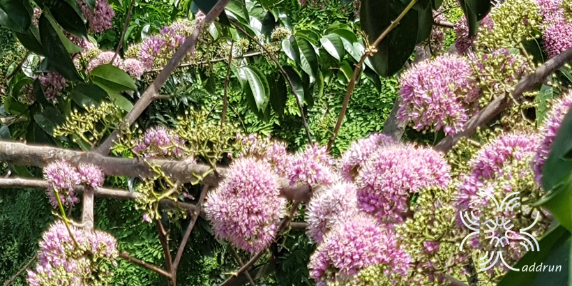 เจ้าหญิงสีชมพู Melicope elleryana (F. Muell.) T. G. Hartley