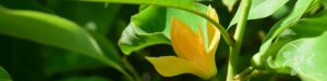 จำปีสีนวล Michelia alba x Michelia champaca หรือ Michelia hybrid