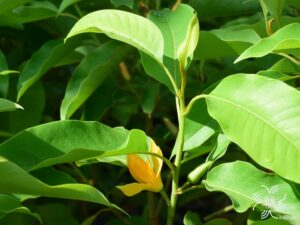 จำปีสีนวล Michelia alba x Michelia champaca หรือ Michelia hybrid