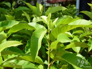 จำปีสีนวล Michelia alba x Michelia champaca หรือ Michelia hybridจำปีสีนวล Michelia alba x Michelia champaca หรือ Michelia hybrid