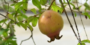 ทับทิม Punica granatum L.
