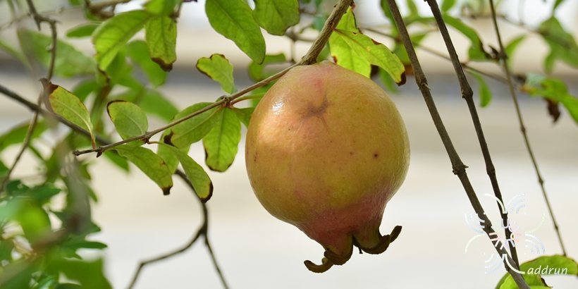 ทับทิม Punica granatum L.