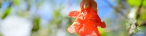 ทับทิม Punica granatum L.