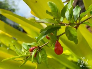 ทับทิม Punica granatum L.