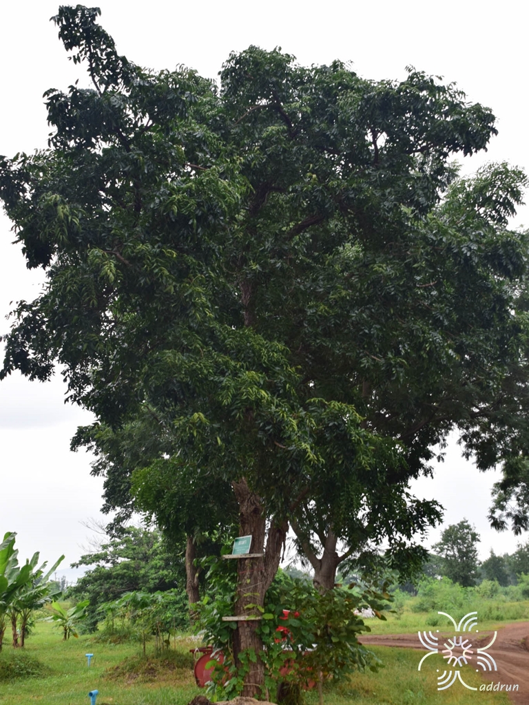 สะเดา Azadirachta indica A. Juss.