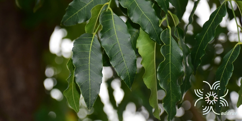 สะเดา Azadirachta indica A. Juss.