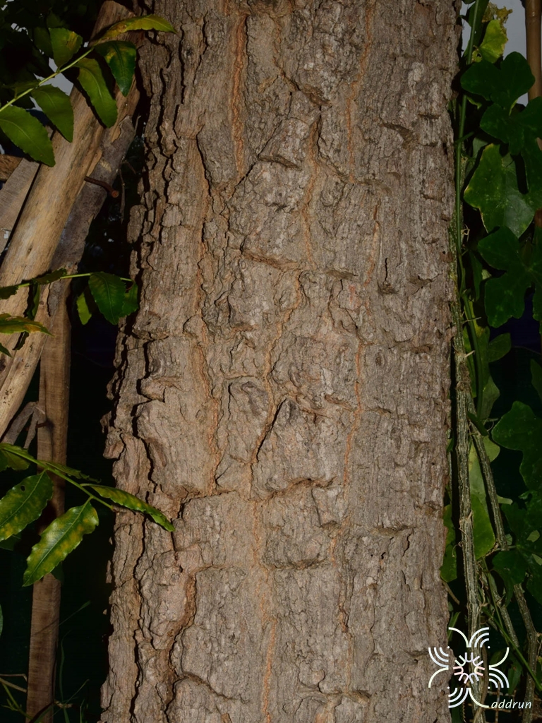 สะเดา Azadirachta indica A. Juss.