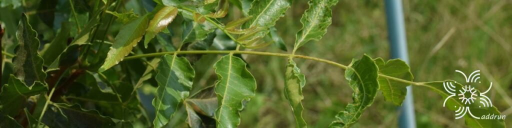 สะเดา Azadirachta indica A. Juss.