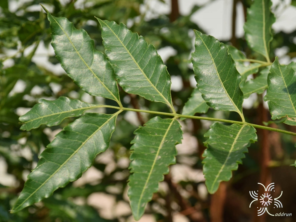 สะเดา Azadirachta indica A. Juss.