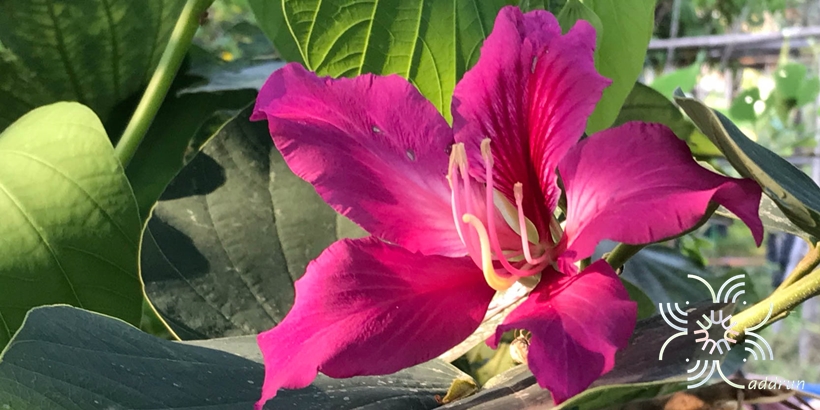 ชงโคฮอลแลนด์ Bauhinia × blakeana Dunn
