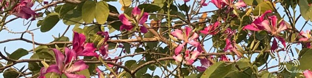 ชงโคฮอลแลนด์ Bauhinia × blakeana Dunn