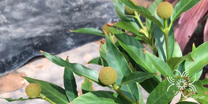 Button Bush Cephalanthus occidentalis L.
