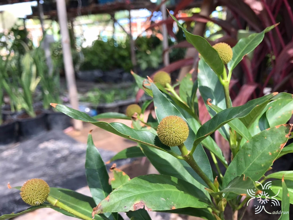 Button Bush Cephalanthus occidentalis L.