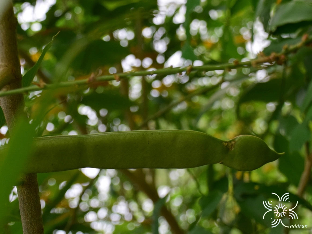 คลิทอเรีย Clitoria laurifolia Poir.