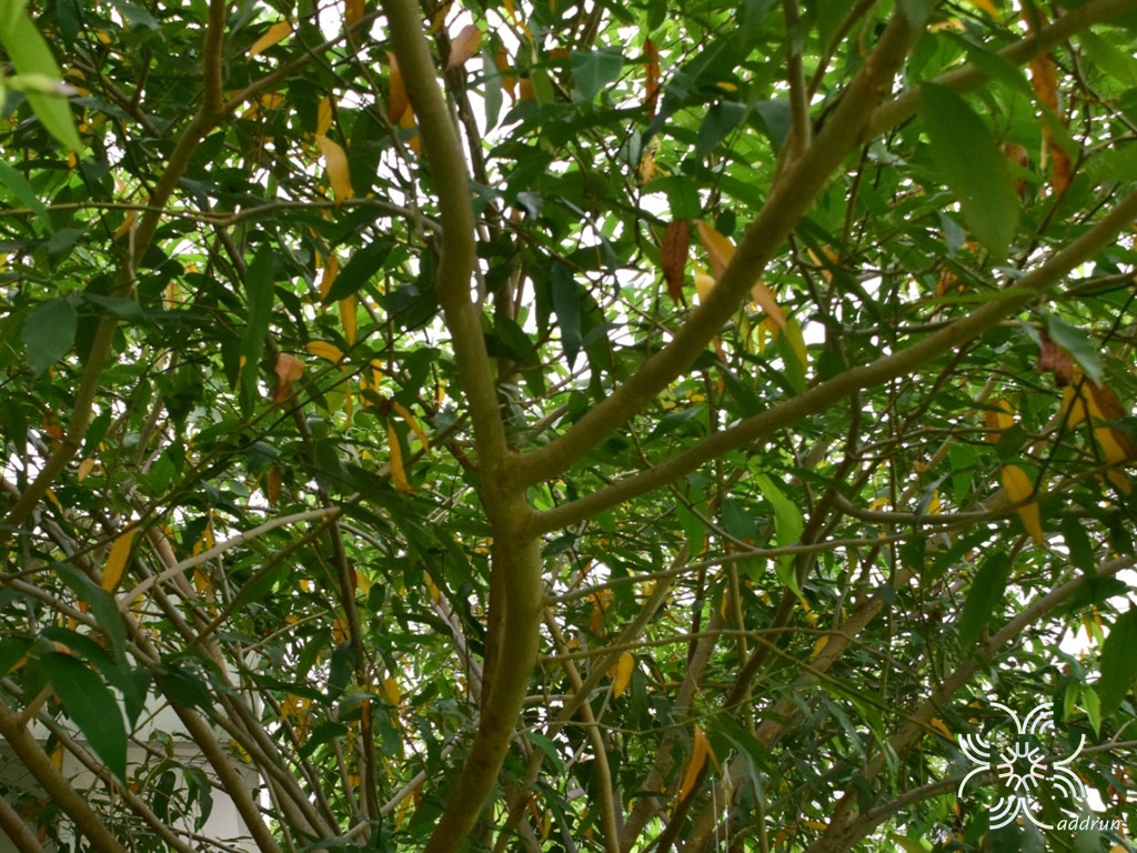คลิทอเรีย Clitoria laurifolia Poir.