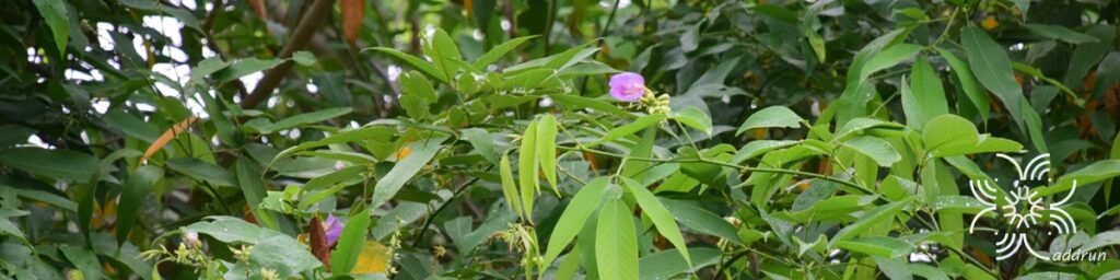 คลิทอเรีย Clitoria laurifolia Poir.