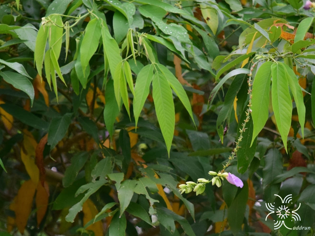 คลิทอเรีย Clitoria laurifolia Poir.