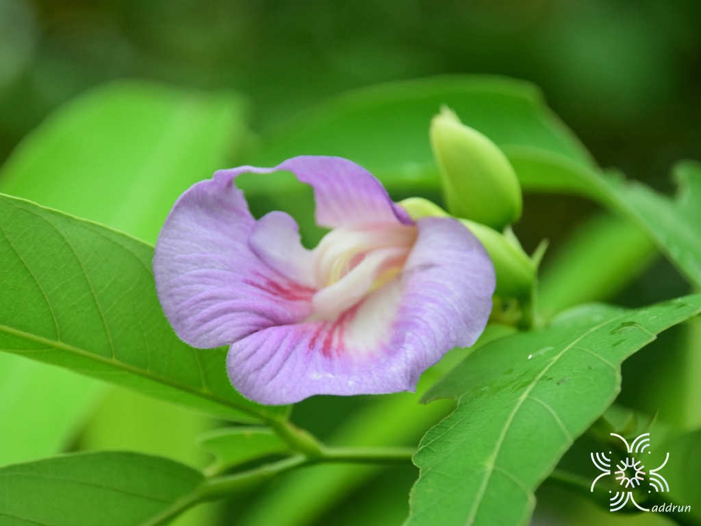 คลิทอเรีย Clitoria laurifolia Poir.