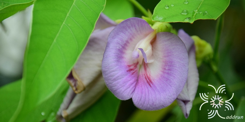 คลิทอเรีย Clitoria laurifolia Poir.
