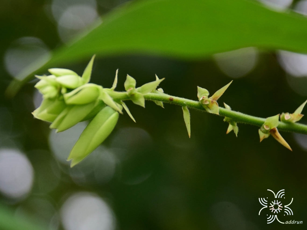 คลิทอเรีย Clitoria laurifolia Poir.