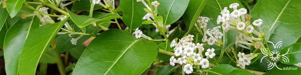 ทิวาราตรี Cestrum diurnum L.