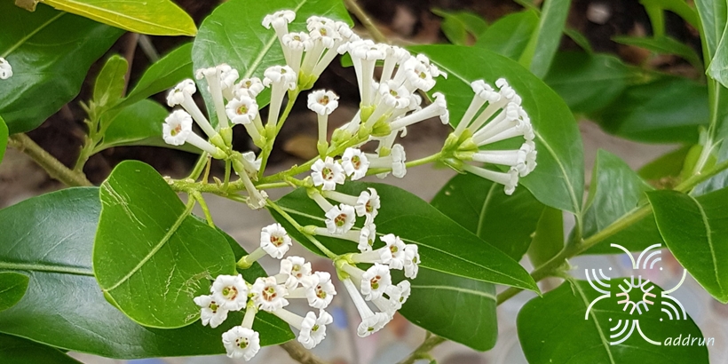 ทิวาราตรี Cestrum diurnum L.